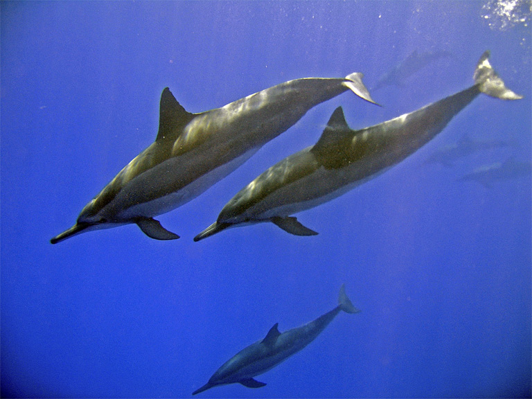 dolphin10