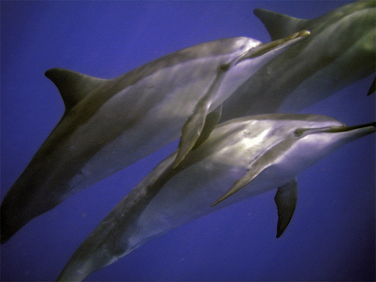 dolphin8
