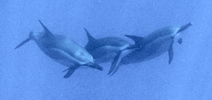 threedolphins