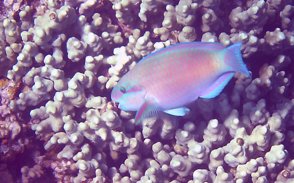 bullethead_parrotfish