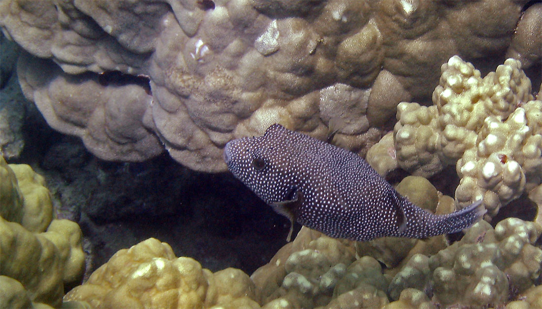 spotted_puffer